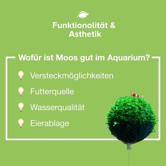 Plovoucí koule NatureHolic | Mechové koule do akvária | Plovoucí mechové koule pro samoobklady | 3