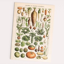 FOLLYGRAPH Zelenina a zeleninové rostliny - Bild Vintage…