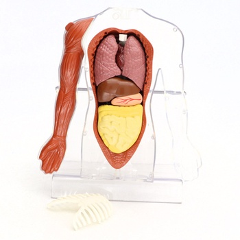 Anatomický model lidského těla Science Can 