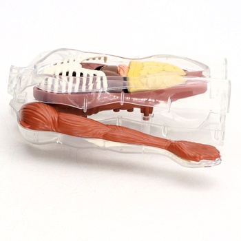 Anatomický model ľudského tela Science Can