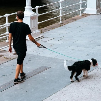 Wisedog 1,8m Green Lake Karabína Vodítko na psa Robustné vodítko pre veľké, stredné a malé psy