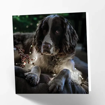 Maturi prázdné přání s obrázkem Springer Spaniel Dog