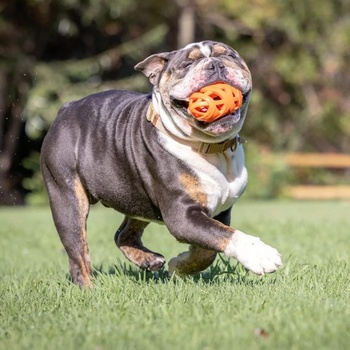 Chuckit! Fotbalová hračka pro psa Air Fetch, oranžová
