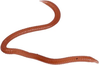 Falešná žížala pinworm rybářská návnada, rybářská soft bait žížala návnada, 17-18 kusů