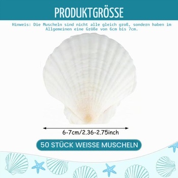 50 kusov mušlí z hrebenatiek, 6-7 cm, prírodné biele mušle, dekorácie z mušlí na maľovanie, vejárové