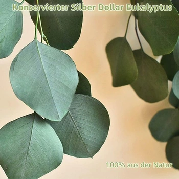6-10 kusů eukalyptů Silver Dollar, 17 palců (43 cm) zelené barvy na věnce a dekorace do venkovského