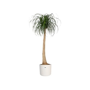 Elho B.for Soft okrúhly kvetináč 22 cm - biely 22 cm biely