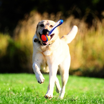 Chuckit Ultra Tug Dog Toy 6 cm Velikost M