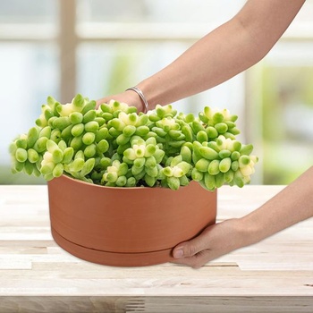 Terakotové kvetináče SUMTree, priemer 25,4 cm