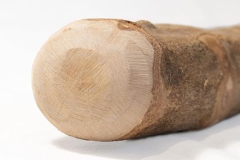 WoodWoof Olivovníkový koreň pre psov L – Prírodná žuvacia maškrta Ø 4,5 cm × 24/26 cm | Bez kalórií