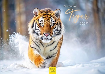 Edícia Seidel Premium Kalendár Fascination Tiger 2027 Formát DIN A4 Nástenný kalendár Zvierací