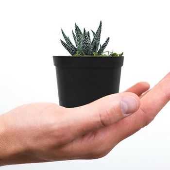 QWORK® 100 kusov plastových kvetináčov na sadenice s priemerom 6 cm, štvorcové kvetináče na pestovanie