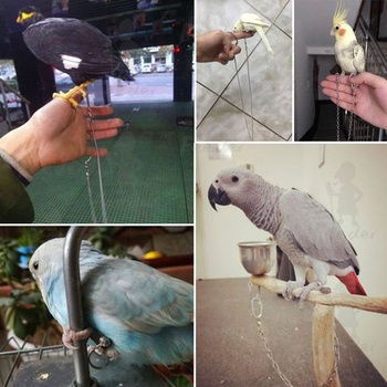 Řetízek na nohu papouška z nerezové oceli pro malé, střední a velké ptáky k výcviku domácích