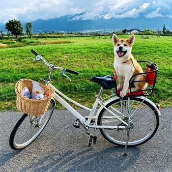 Upevnenie koša na bicykel, zadný nosič kolies, robustný