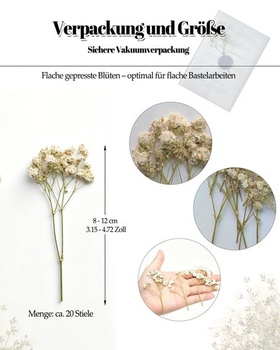 Dětský dech, sušené béžové lisované květiny