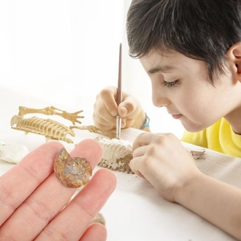 Vzorky amonitů VILLCASE, 2 kusy, vzdělávací materiál, dekorace