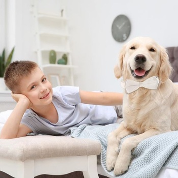 Zamatový obojok pre psov s odnímateľným motýlikom, pohodlný nastaviteľný zamatový obojok pre psov,