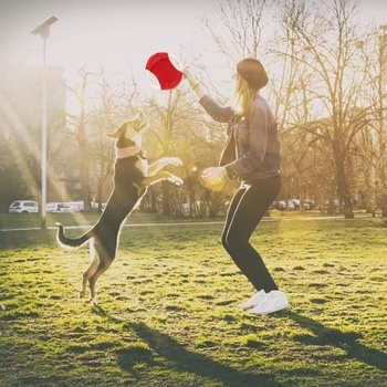 LATRAT 2dielna výcviková hračka Frisbee, interaktívne výcvikové hračky, žuvacie a hádzacie hračky pre
