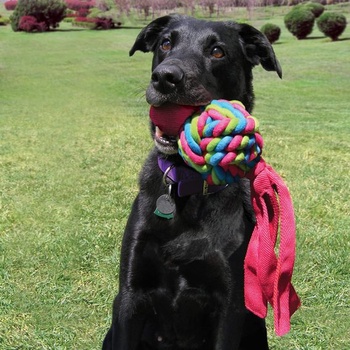 KONG – Wubba Weaves – Robustní aportovací hračka na kousání a čištění zubů (různé barvy) – Pro