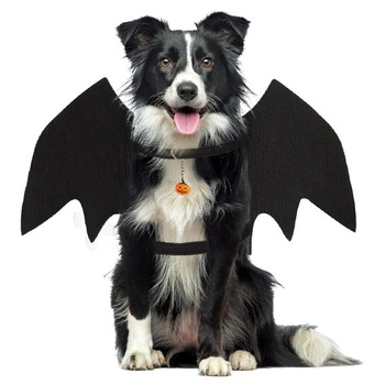 Halloweensky kostým psa s netopierími krídlami a tekvicovou dekoráciou, čierny, veľkosť M