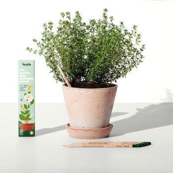 Sprout World Plantable Pencils Happy Bee Edition, balenie 5 kusov do školy