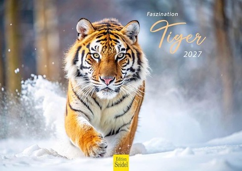 Edícia Seidel Premium Kalendár Fascination Tiger 2027 Formát DIN A4 Nástenný kalendár Zvierací