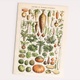 FOLLYGRAPH Zelenina a zeleninové rostliny - Bild Vintage plakát Adolphe Millot 1909 Reprint
