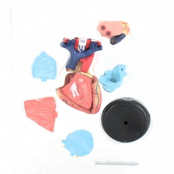 Náučná sada Heart Human Anatomy Model