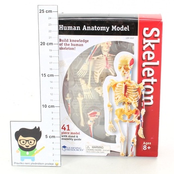 Sady Learning Resources Human Anatomy Model