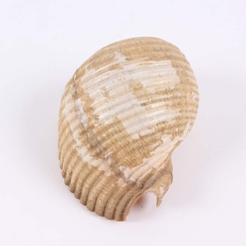 Dekorace mořská mušle 13 x 10 cm