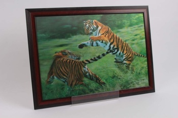 Obraz fotografie tygři      