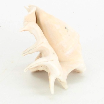 Dekorace mořská mušle 12 x 9 cm