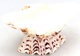 Ulita mořské mušle ve tvaru misky