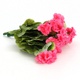 Umělá květina Flair Flower - Pelargonie